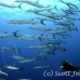 barracuda_blackfin_ycor_h_0044_yap0871.jpg